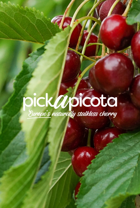 Pick a picota from EU