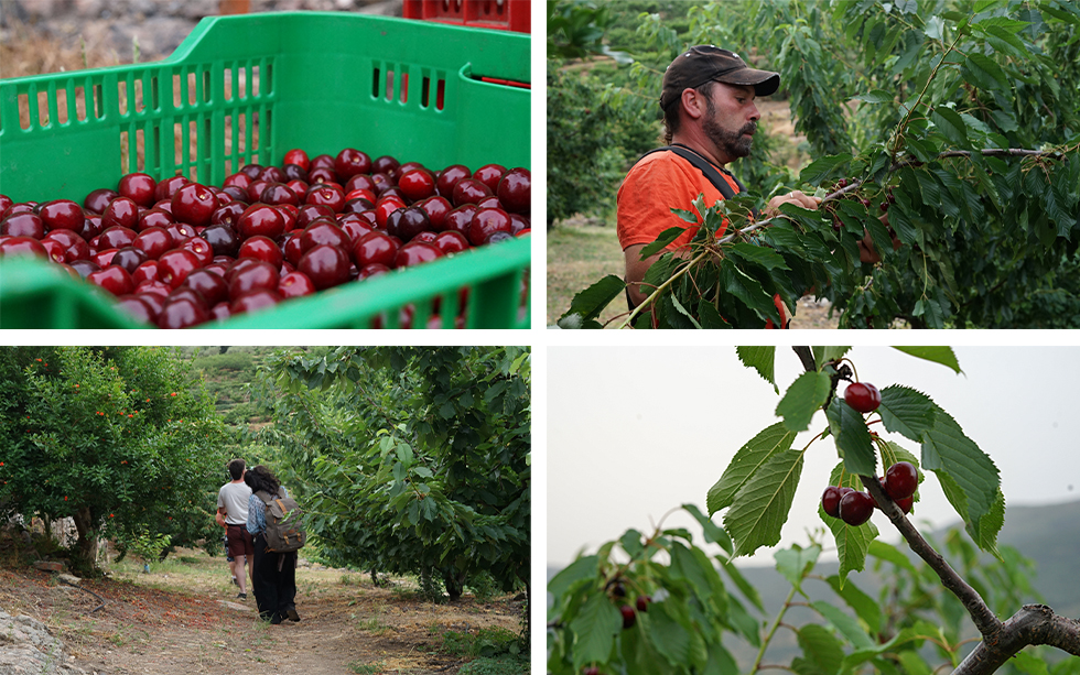 recogida de cerezas del valle del jerte