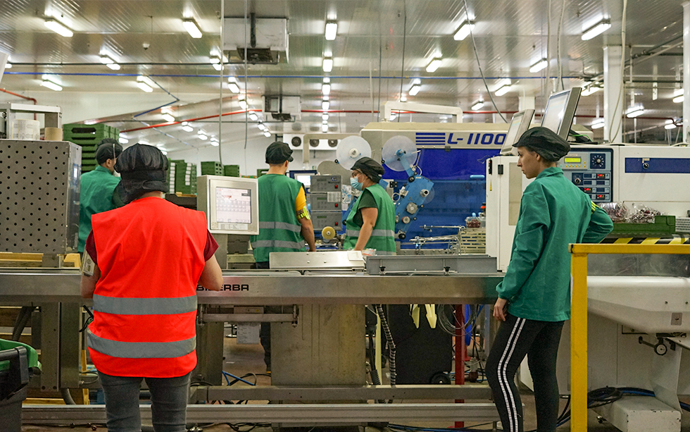 trabajadoras de cerezas del jerte